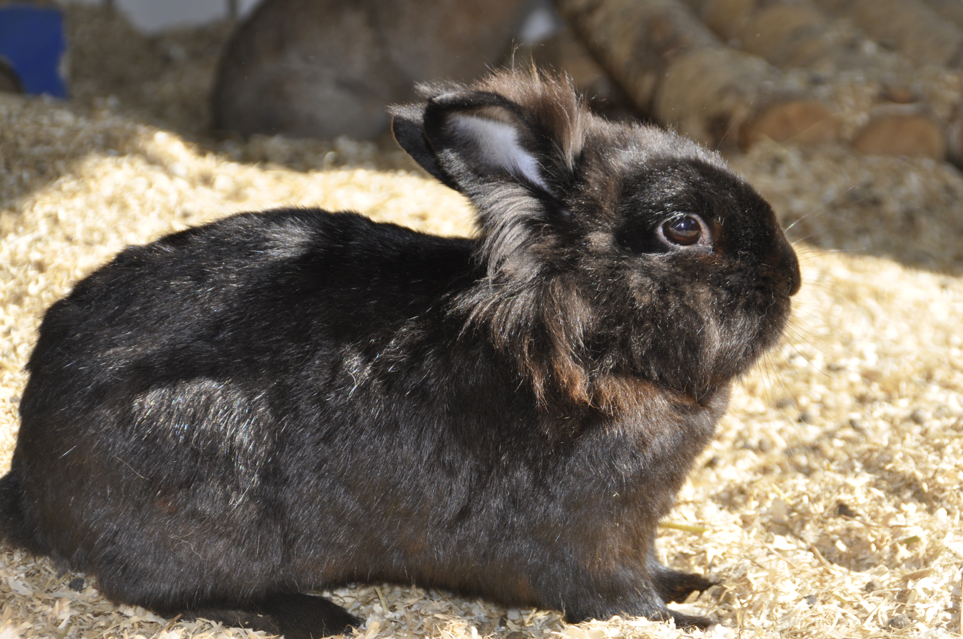 Wohnmobilstellplatz: Ferienhof Borchers