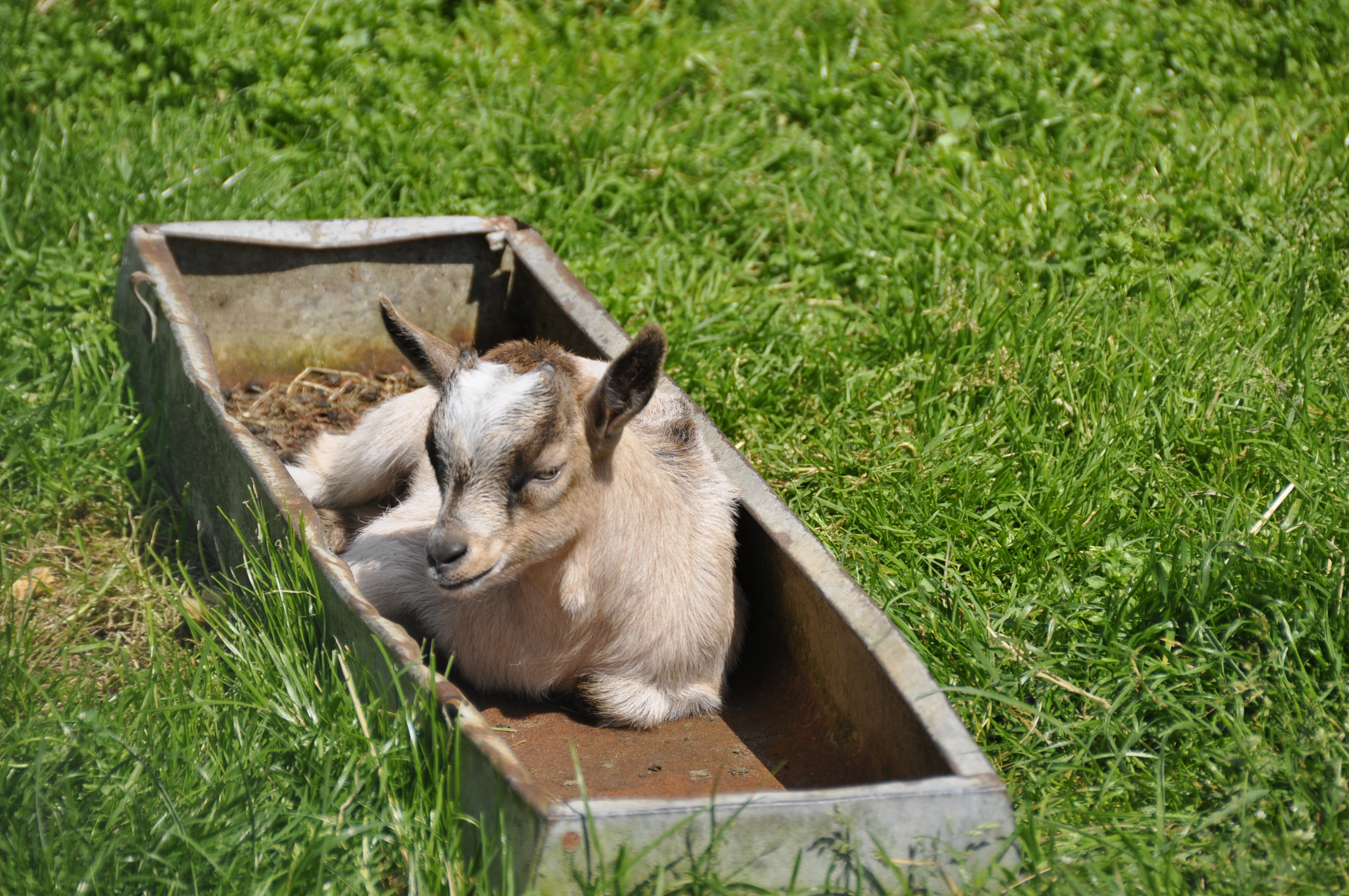 Wohnmobilstellplatz: Ferienhof Borchers