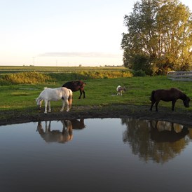 Wohnmobilstellplatz: unsere Tiere - Horse Lake Ranch