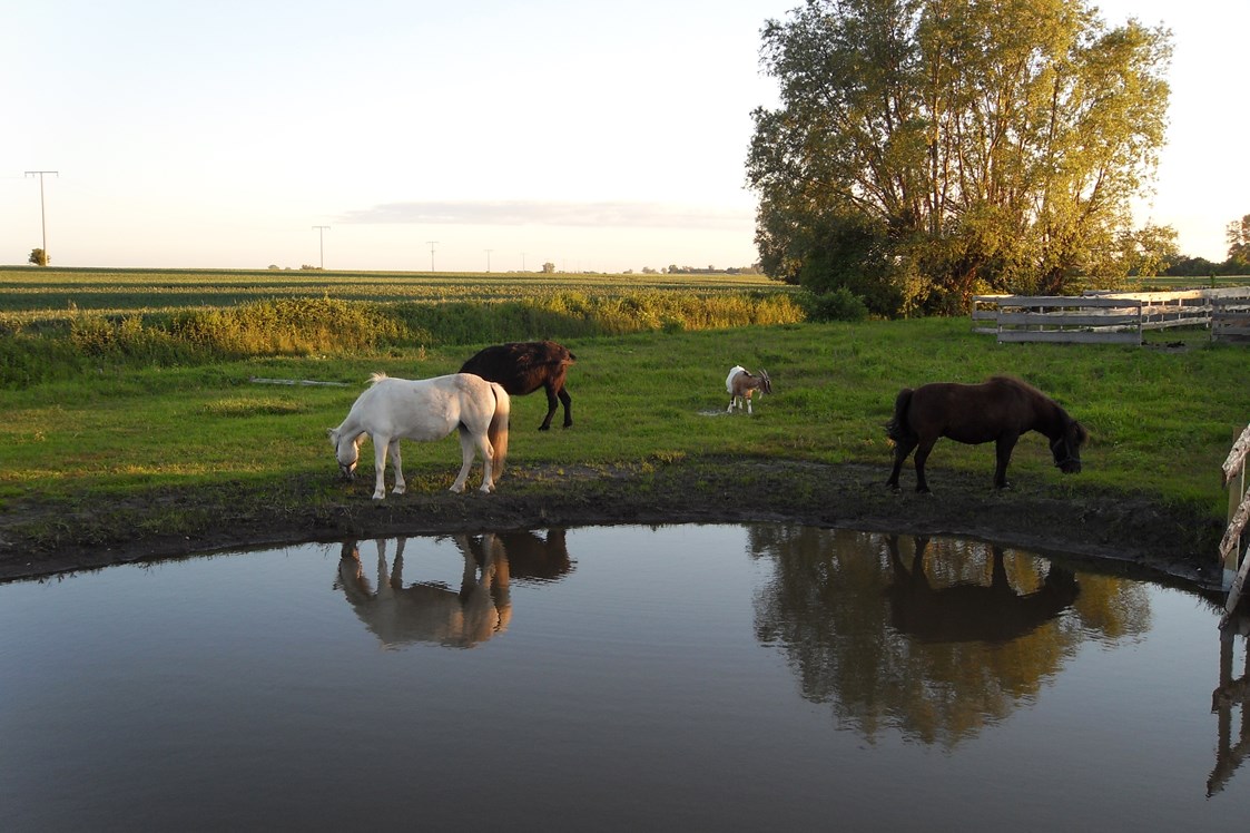 Wohnmobilstellplatz: unsere Tiere - Horse Lake Ranch