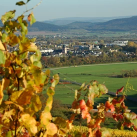 Wohnmobilstellplatz: Buntes Herbstlaub in den Weinbergen  - Wohnmobilstellplatz Zweibächen am Lieserpfad