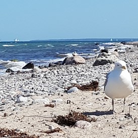 Wohnmobilstellplatz: Der Ostseestrand   <<  >>      The Baltic Sea beach  - Stellplatz im Grünen der Fa. Stuhr