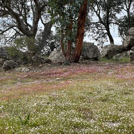 Wohnmobilstellplatz: Campscape Beira Marvao Alentejo