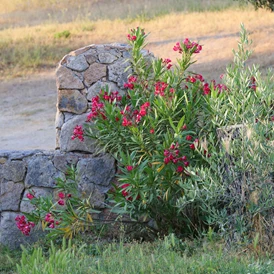 Wohnmobilstellplatz: Campscape Beira Marvao Alentejo