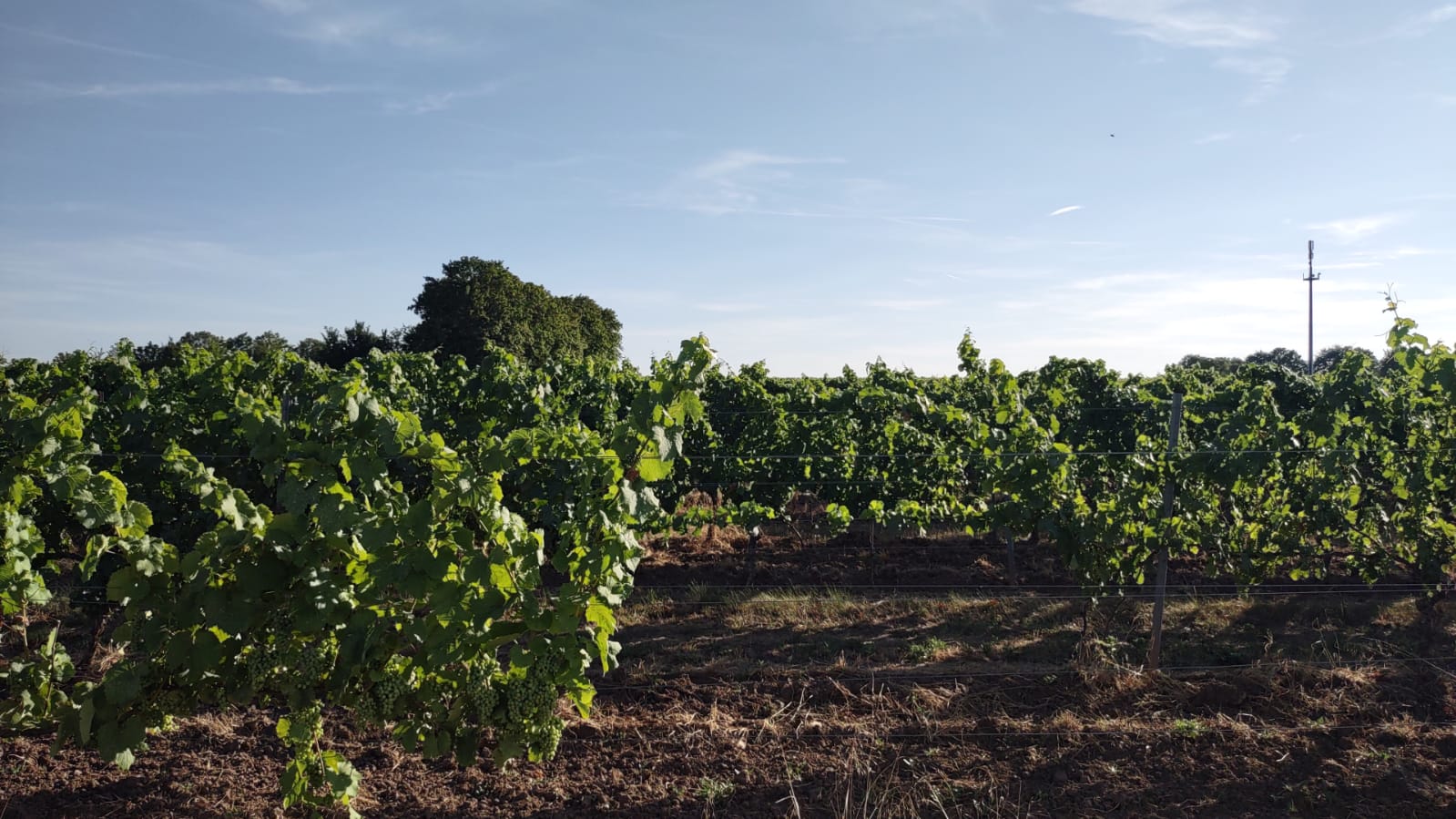Wohnmobilstellplatz: Reisemobilstellplatz Nierstein