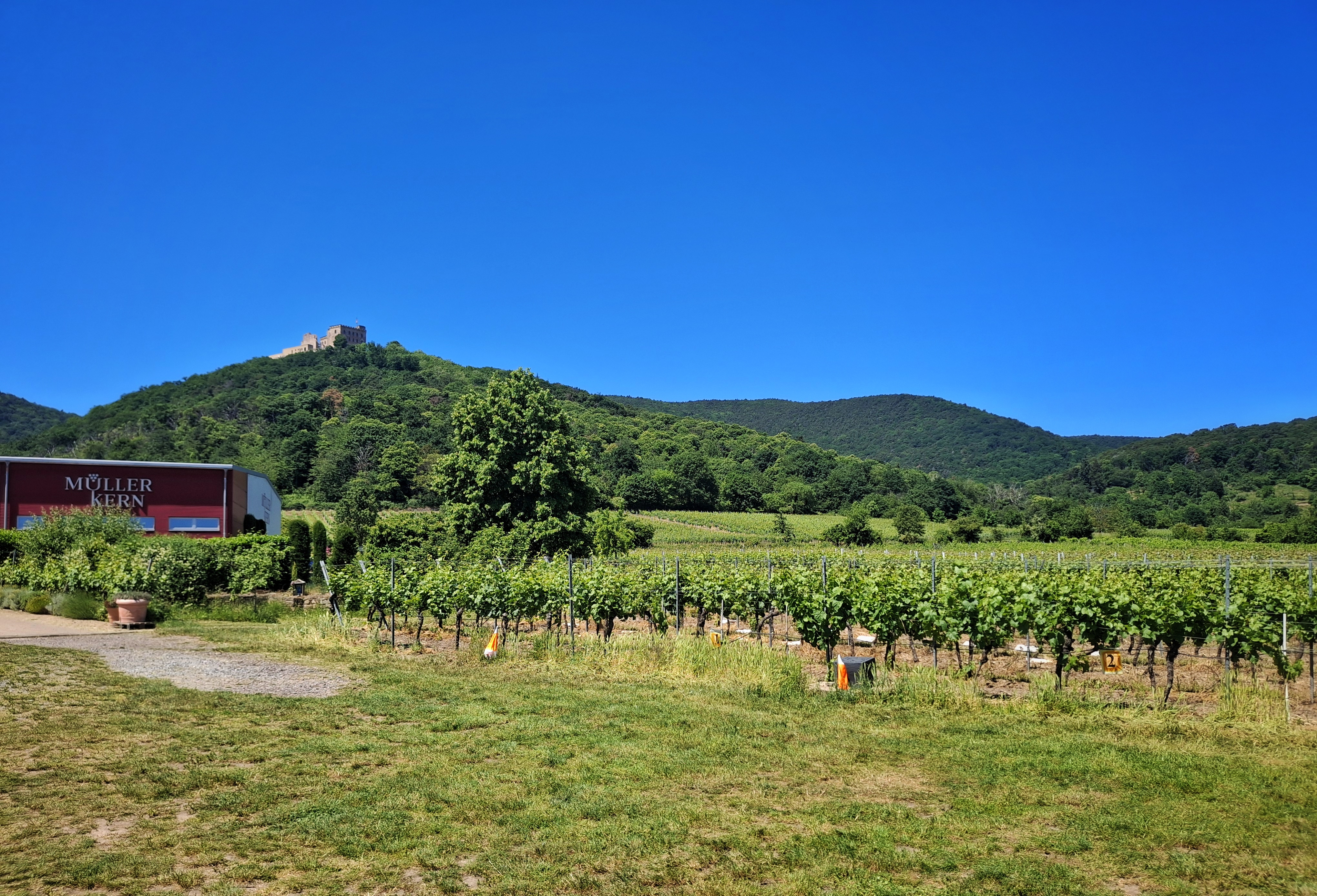 RV park - Art des Stellplatz: bei Weingut - Rhineland-Palatinate - Blick vom Stellplatz auf das Hambacher Schloss. - Weingut Müller-Kern