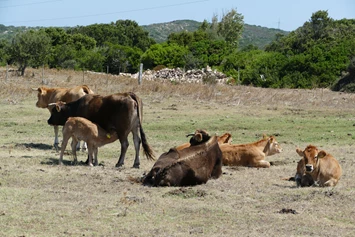 Wohnmobilstellplatz: Unsere Kuhherde - Agricamping - Agriturismo Petra di Cossu