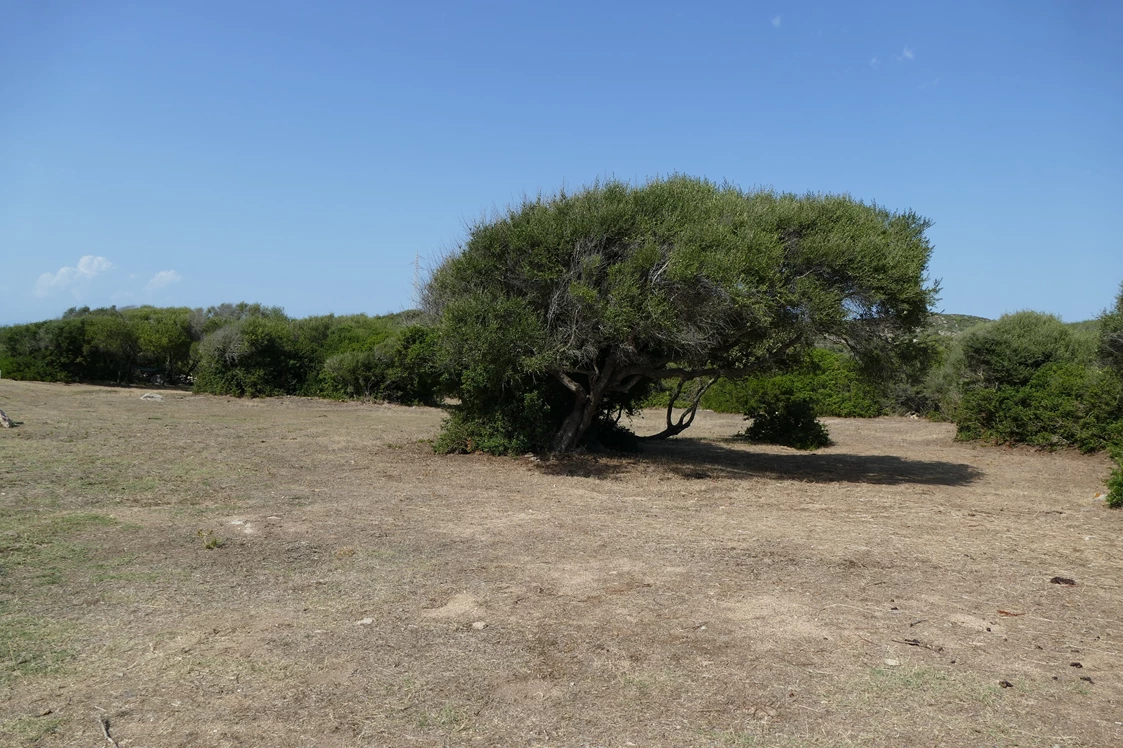 Wohnmobilstellplatz: Viel Platz zum Campen - Agricamping - Agriturismo Petra di Cossu