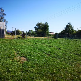 Wohnmobilstellplatz: Stellplatzwiese - Straußenfarm Erlbacher