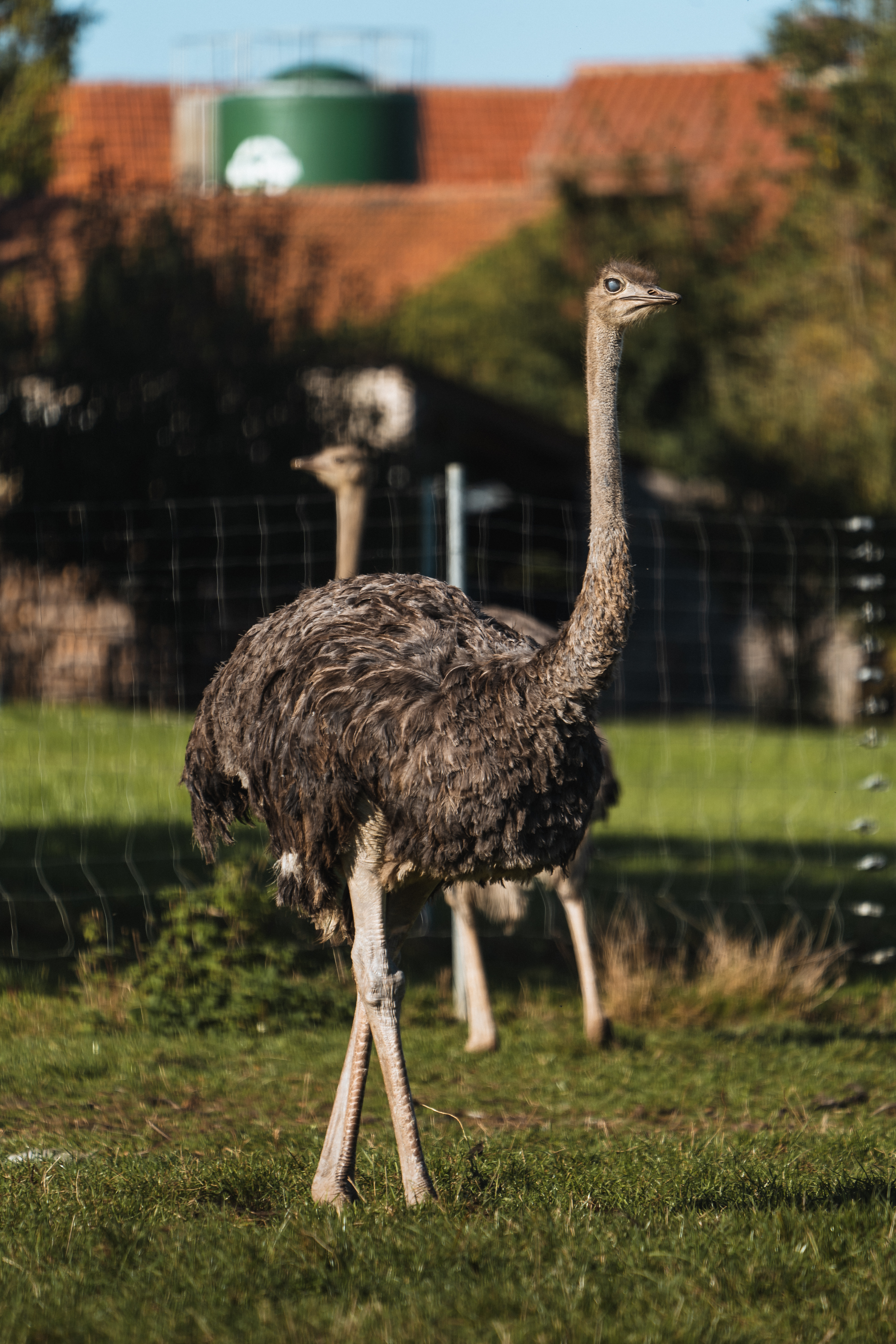 Reisemobilstellplatz - Hunde erlaubt: Hunde erlaubt - Denkendorf (Eichstätt) - ...und die Straussenmädchen. - Straußenfarm/Lebenshof Erlbacher