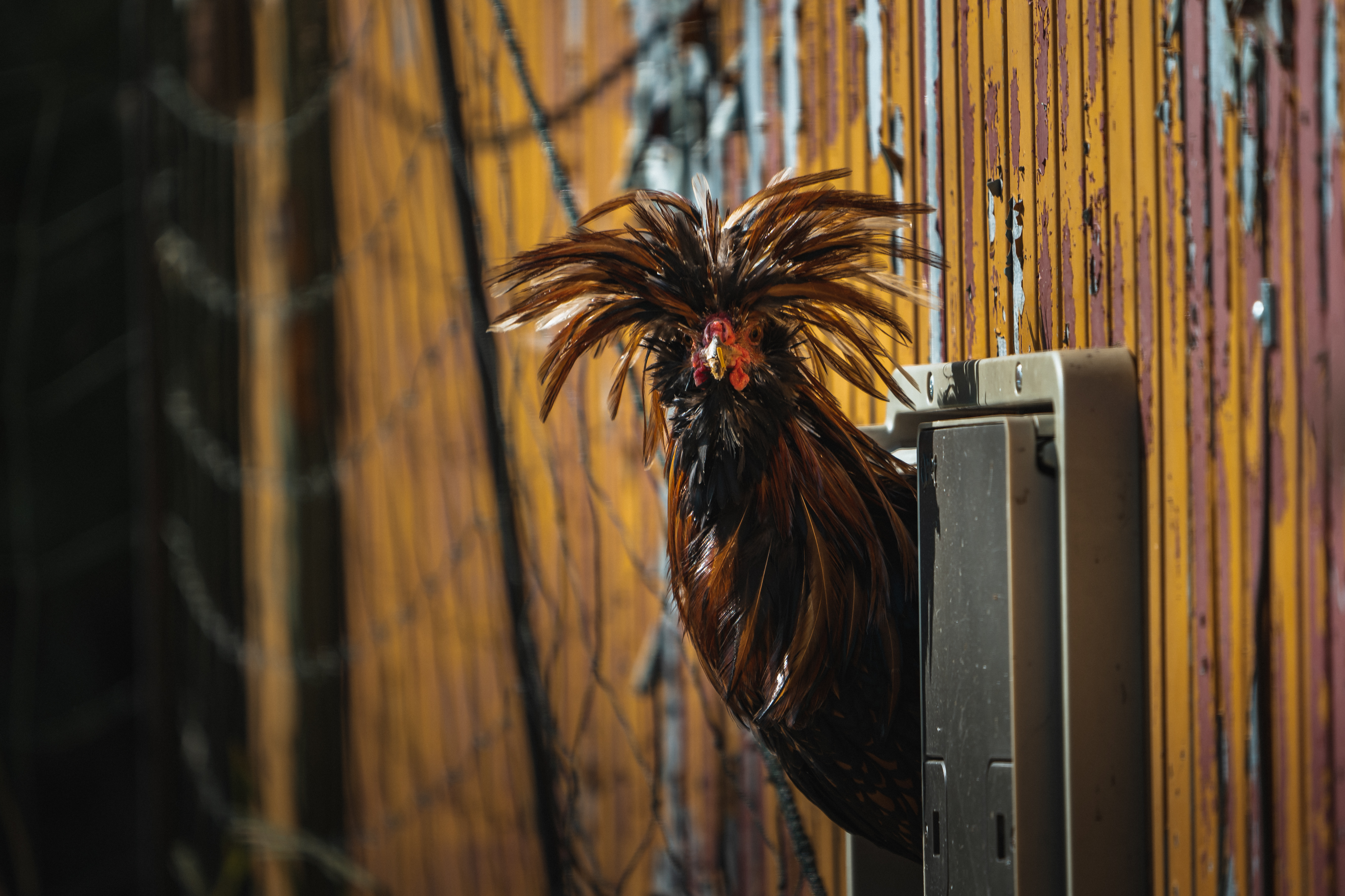 Wohnmobilstellplatz: Der Paduaner Hahn... - Straußenfarm/Lebenshof Erlbacher