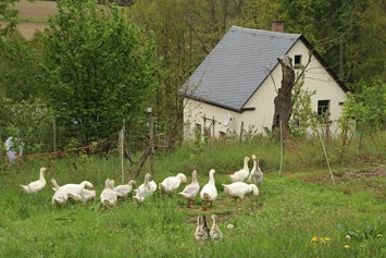 Wohnmobilstellplatz: Auf unserem Hof halten wir Tiere, die in Nähe des Stellplatzes beobachtet werden können.  - Naturhof Vogtland