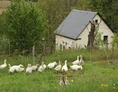 Wohnmobilstellplatz: Auf unserem Hof halten wir Tiere, die in Nähe des Stellplatzes beobachtet werden können.  - Naturhof Vogtland