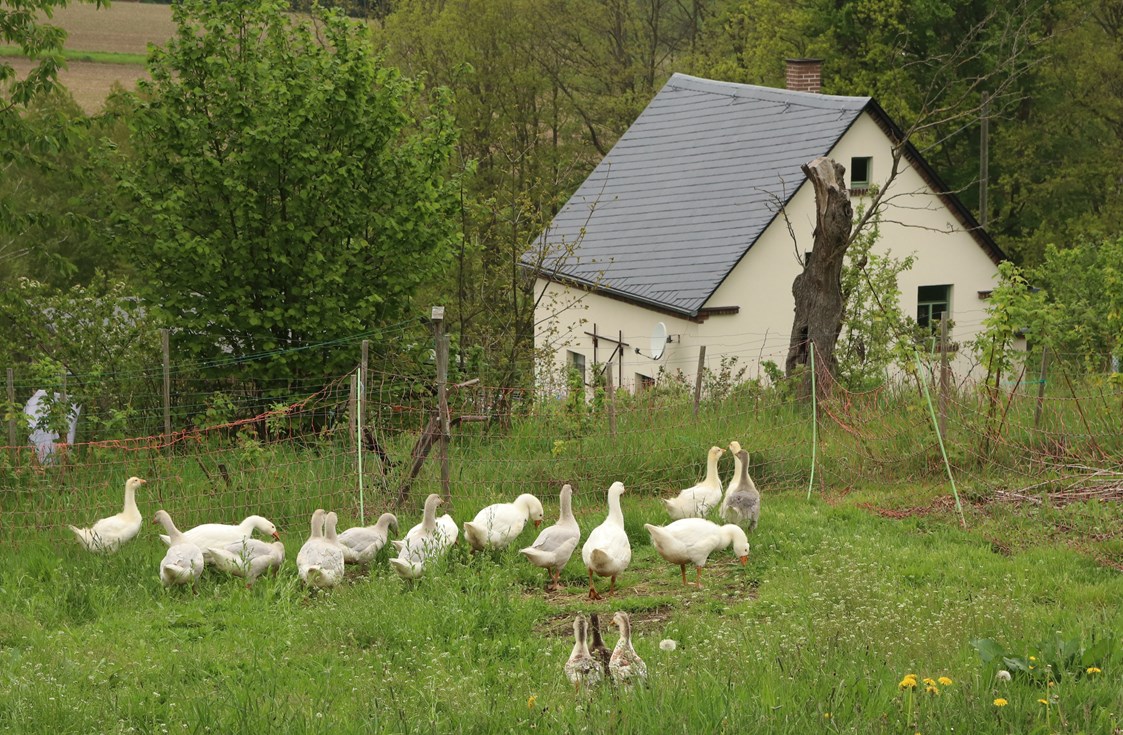 Wohnmobilstellplatz: Auf unserem Hof halten wir Tiere, die in Nähe des Stellplatzes beobachtet werden können.  - Naturhof Vogtland