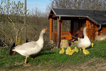 Wohnmobilstellplatz: Im Frühjahr sind auch Gänse mit ihren selbst ausgebrüteten kleinen Gänslein unterwegs. - Naturhof Vogtland