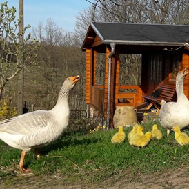 Wohnmobilstellplatz: Im Frühjahr sind auch Gänse mit ihren selbst ausgebrüteten kleinen Gänslein unterwegs. - Naturhof Vogtland