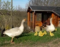 Wohnmobilstellplatz: Im Frühjahr sind auch Gänse mit ihren selbst ausgebrüteten kleinen Gänslein unterwegs. - Naturhof Vogtland