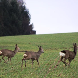 Wohnmobilstellplatz: Auch das ist mit ein wenig Glück möglich: Wildtierbeobachtungen in den frühen Morgen- oder späten Abendstunden. - Naturhof Vogtland