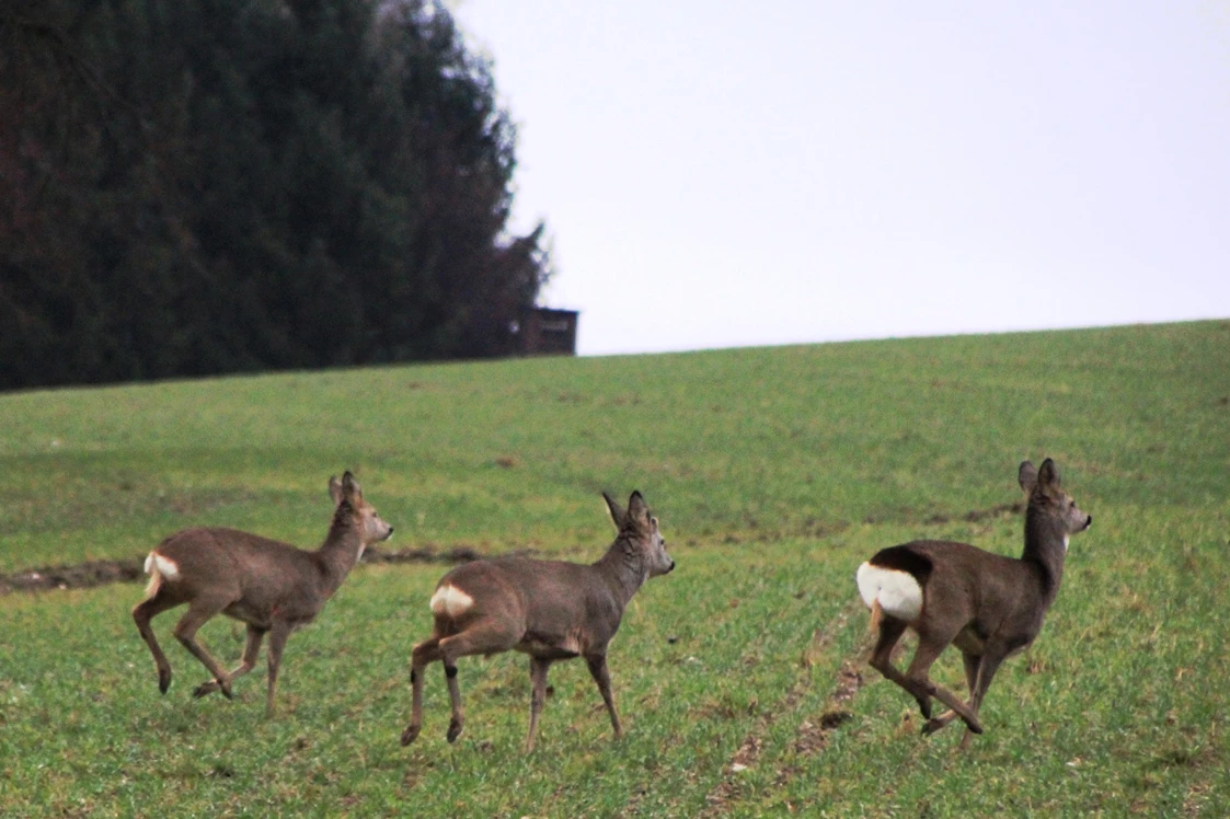 Wohnmobilstellplatz: Auch das ist mit ein wenig Glück möglich: Wildtierbeobachtungen in den frühen Morgen- oder späten Abendstunden. - Naturhof Vogtland