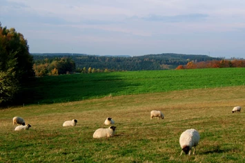 Wohnmobilstellplatz: Zu den Tieren des Hofe gehören auch Rhönschafe, die in Nähe des Stellplatzes ihre Weide haben. - Naturhof Vogtland