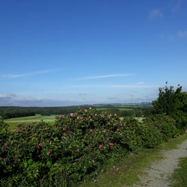 Wohnmobilstellplatz: Vom Aussichtspunkt "Pilz" aus, der 471 Meter über dem Meerespiegel liegt, ist bei schönem Wetter ein Blick über das Göltzschtal mit seinen zwei Bogenbrücken, der Göltzschtalbrücke (größte Ziegelsteinbrücke der Welt) und der Weißensander Brücke bis ins Thüringer Land möglich. - Naturhof Vogtland