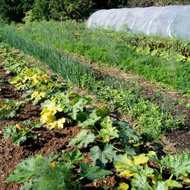 Wohnmobilstellplatz: Wir bauen Obst und Gemüse an, das wir in unserem Hofladen verkaufen. - Naturhof Vogtland