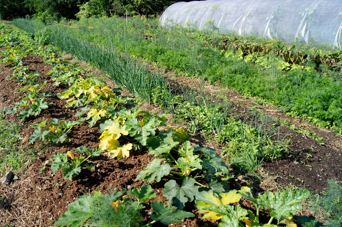 Wohnmobilstellplatz: Wir bauen Obst und Gemüse an, das wir in unserem Hofladen verkaufen. - Naturhof Vogtland