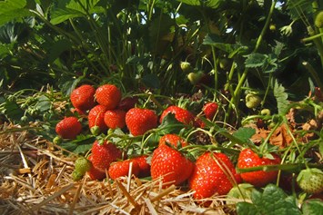 Wohnmobilstellplatz: Im Juli ist bei uns Erdbeerzeit. Die süßen Früchte können Sie frisch gepflückt in unserem Hofladen kaufen. - Naturhof Vogtland