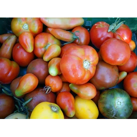 Wohnmobilstellplatz: Mit Tomaten in vielen Farben, Größen, Formen und Sorten können sich unsere Gäste ab Juli bei uns versorgen. - Naturhof Vogtland