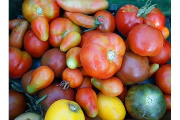 Wohnmobilstellplatz: Mit Tomaten in vielen Farben, Größen, Formen und Sorten können sich unsere Gäste ab Juli bei uns versorgen. - Naturhof Vogtland