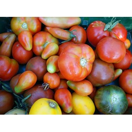 Wohnmobilstellplatz: Mit Tomaten in vielen Farben, Größen, Formen und Sorten können sich unsere Gäste ab Juli bei uns versorgen. - Naturhof Vogtland