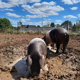 Wohnmobilstellplatz: unsere Schweine im Freilauf - Metternicher Hof