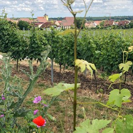 Wohnmobilstellplatz: Der Weinort Ungstein - Weingut Wolf Bad Dürkheim-Ungstein Ruhig an den Weinbergen