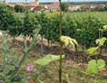 Wohnmobilstellplatz: Der Weinort Ungstein - Weingut Wolf Bad Dürkheim-Ungstein Ruhig an den Weinbergen
