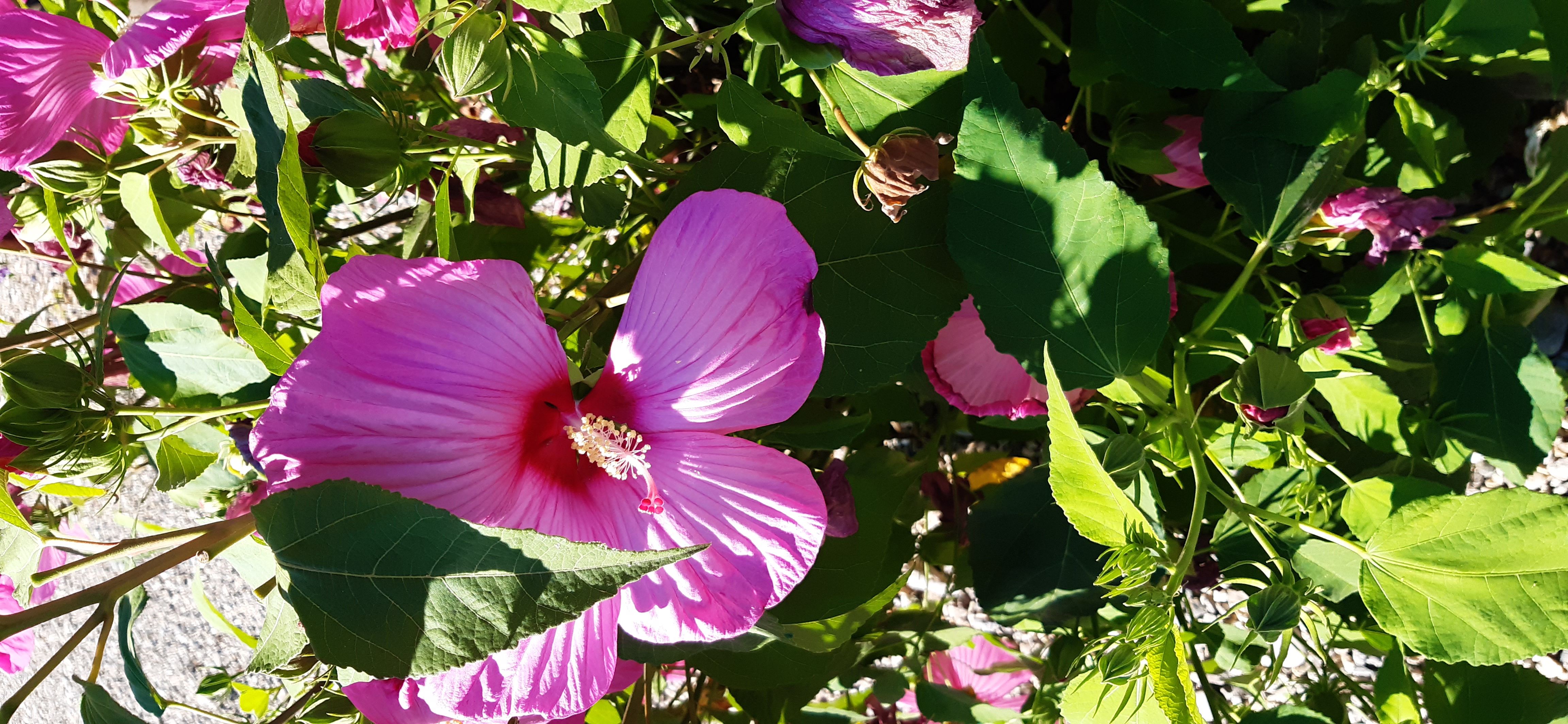 Reisemobilstellplatz: Sehr schöne Hibiskuse - Wohnmobilstellplatz zur Scheune