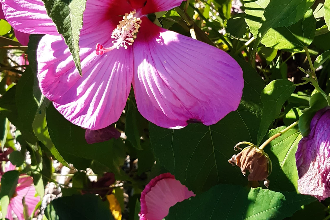 Wohnmobilstellplatz: Sehr schöne Hibiskuse - Wohnmobilstellplatz zur Scheune 