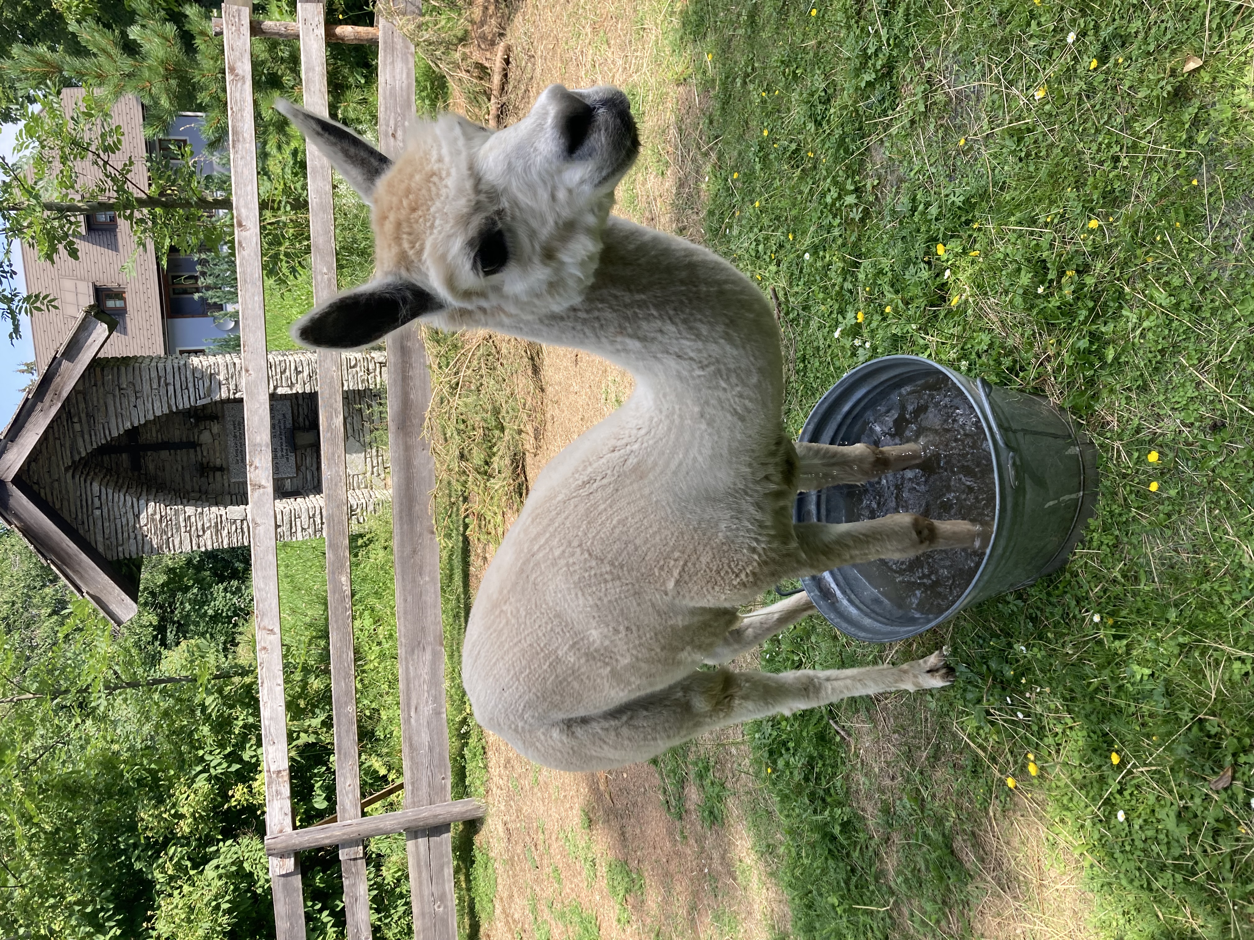Reisemobilstellplatz - Mitterbach (St. Aegyd am Neuwalde) - Alex‘ Alpaka Ranch