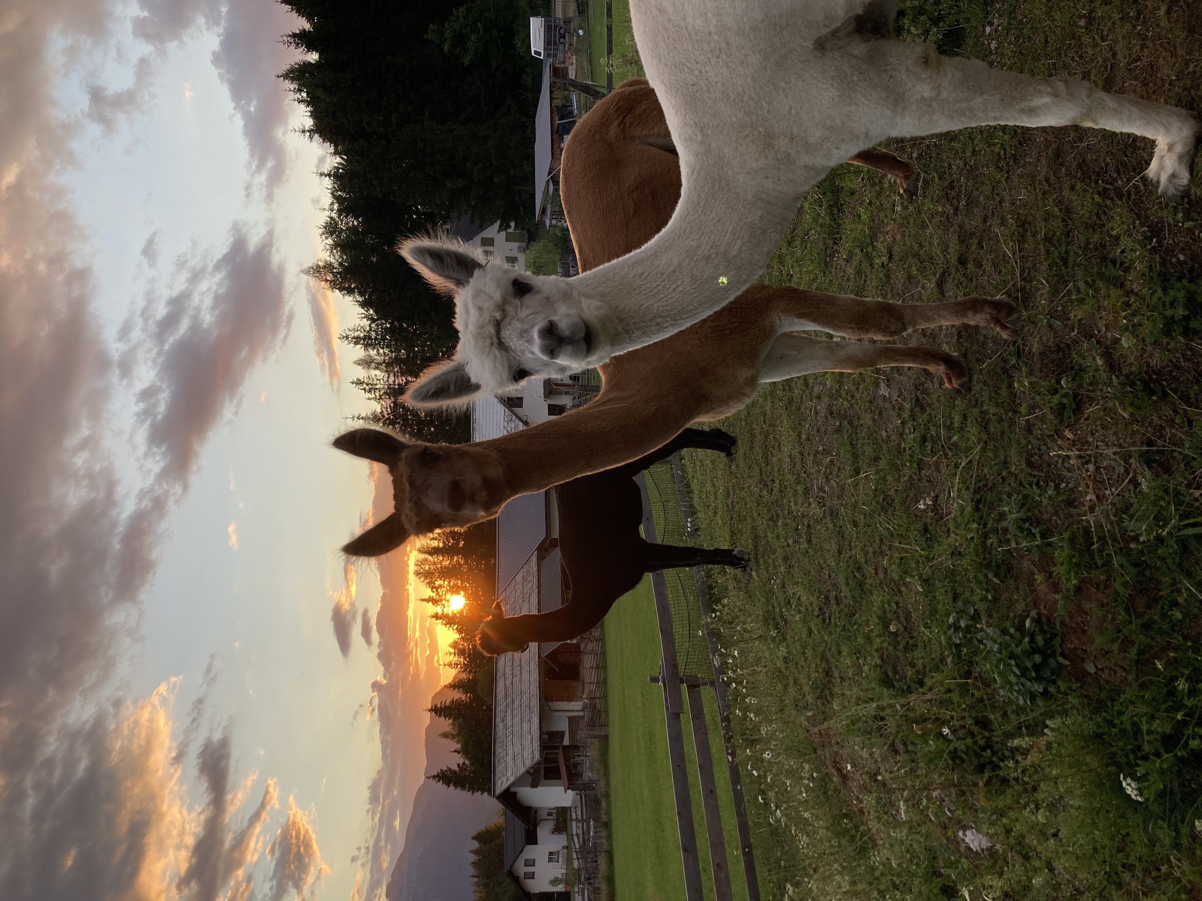 Wohnmobilstellplatz: Alex‘ Alpaka Ranch