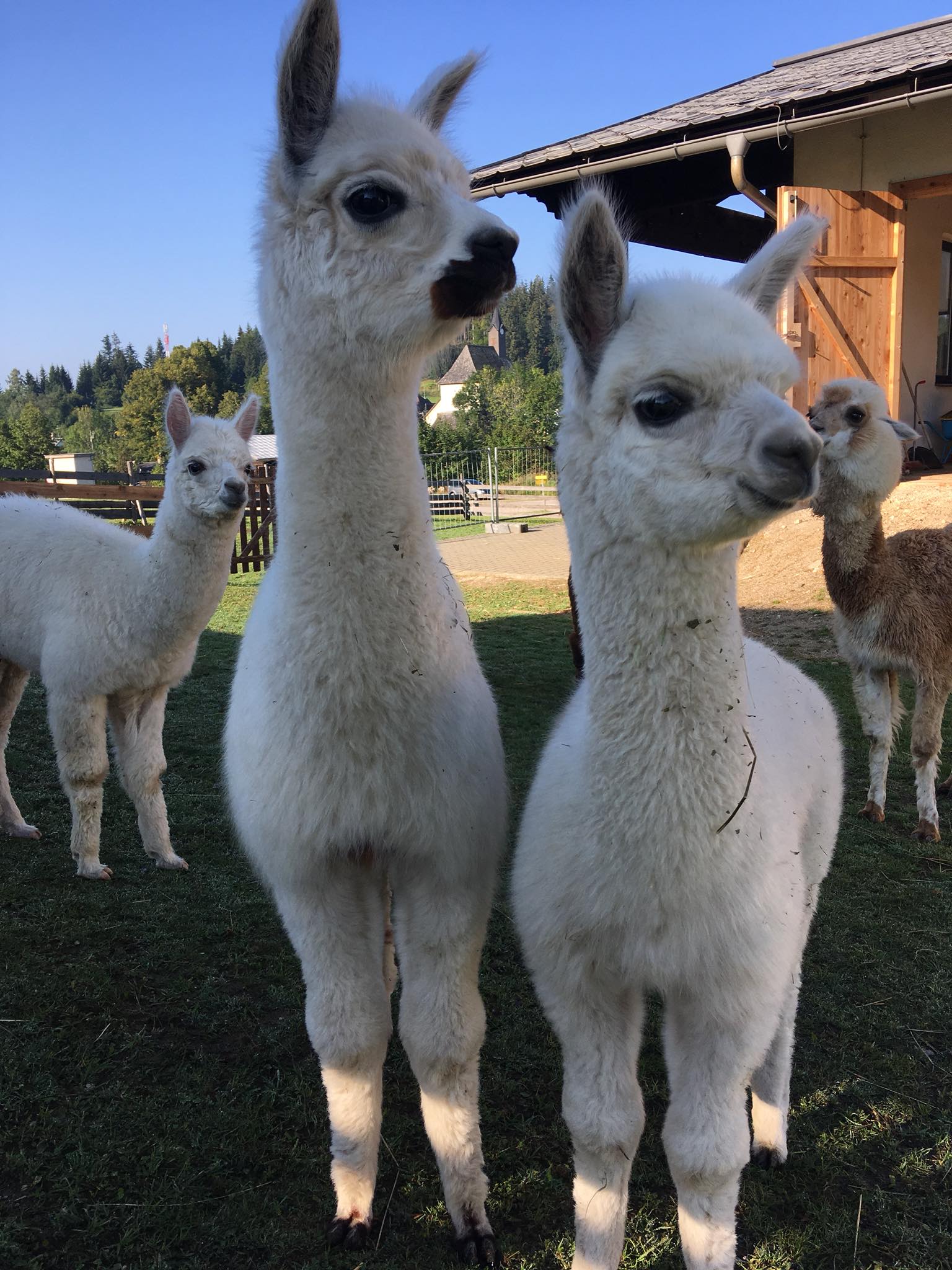 Alex Alpaka Ranch Wohnmobilstellplatz in sterreich