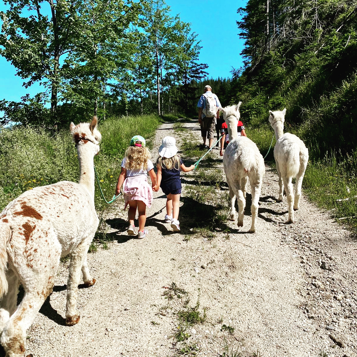 Alex Alpaka Ranch Wohnmobilstellplatz in sterreich