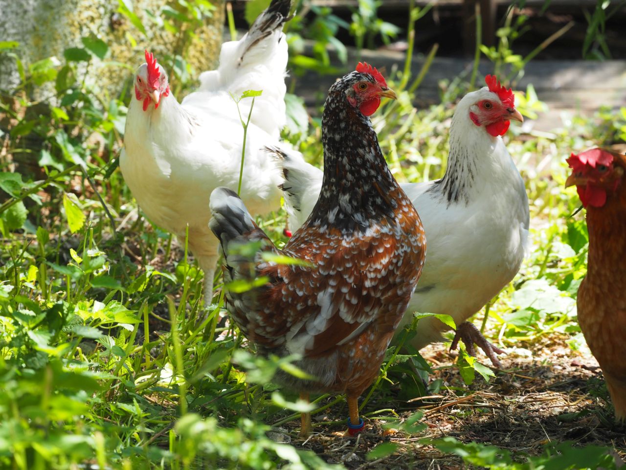 Wohnmobilstellplatz: KlosterGut Schlehdorf