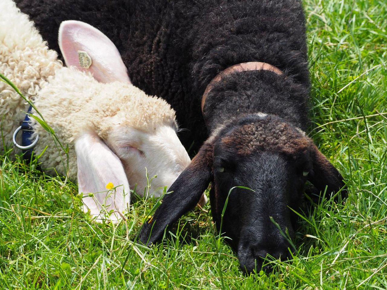 Wohnmobilstellplatz: KlosterGut Schlehdorf