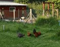 Wohnmobilstellplatz: Unsere Hühner - Hansenhof Großquern