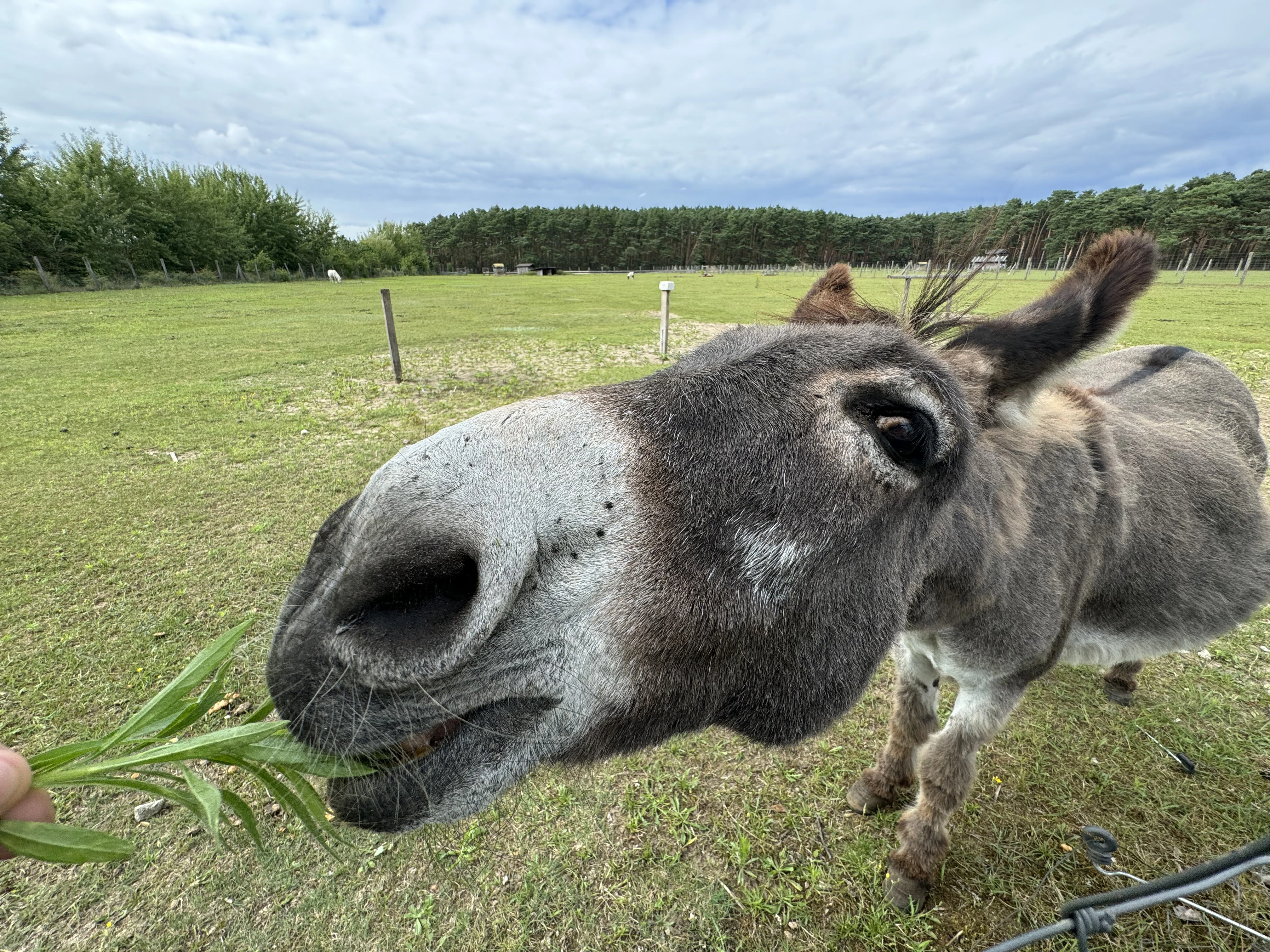 Reisemobilstellplatz: Esel im Naturwildgehege auf dem Spargel- und Erlebnishof Klaistow - Stellplatz am Spargelhof Klaistow