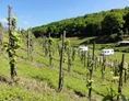 Wohnmobilstellplatz: http://www.vonnell.de - Stellplätze auf dem Weingut von Nell