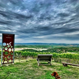 Wohnmobilstellplatz: Rhoihesseblick 🥰 - Weingut Sommer BIO