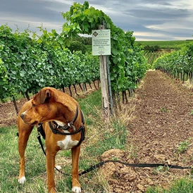 Wohnmobilstellplatz: Der Gastgeber 🤩 - Weingut Sommer BIO