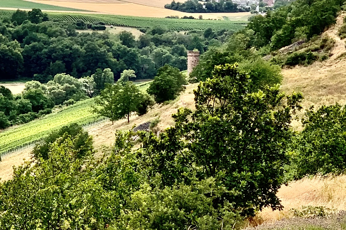 Wohnmobilstellplatz: Die rhoihessischen Highlands oder : die rheinhessische Schweiz  - Weingut Sommer BIO