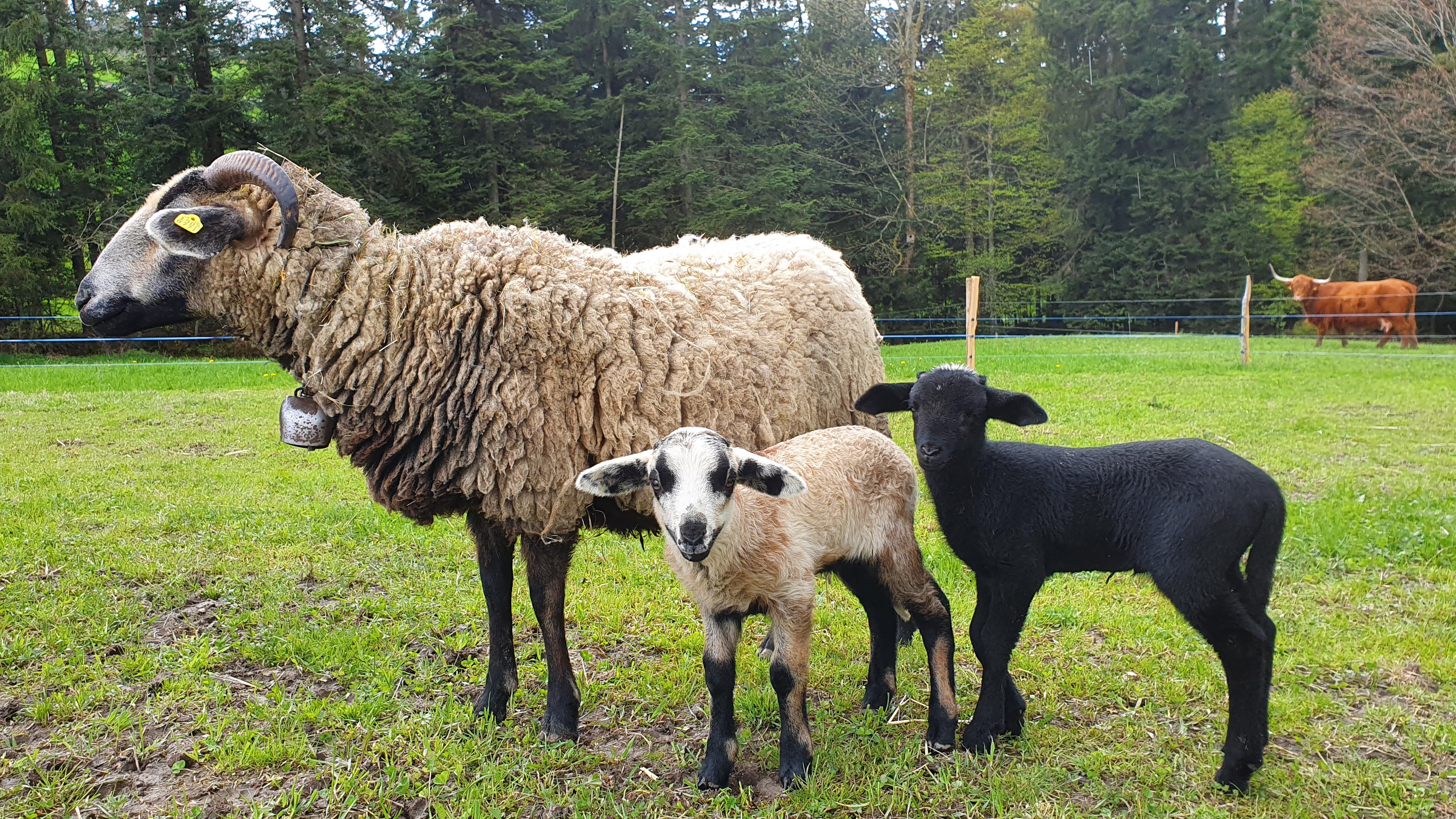 Wohnmobilstellplatz: Schwesterehüsli
