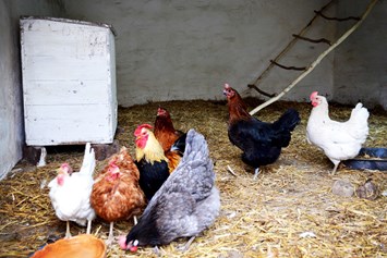 Wohnmobilstellplatz: Die fleißigen Hühner kümmern sich um die Frühstückseier. - Naturhof Camping